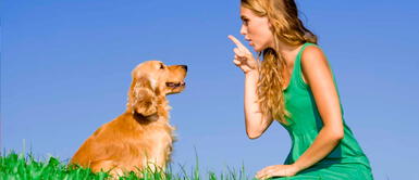 Es muy importante adiestrar al perro, para evitar cualquier tipo de circunstancia de riesgo. ¿Cómo adiestrar un perro? Sigue estos consejos