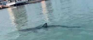 El 'pez no habitual' nada cerca de la orilla del mar. Callao: Avistan a tiburón en la Punta y autoridades piden no entrar a las playas