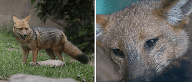 Zorrito 'Run Run' había contraído dos enfermedades. (Foto: composición/ La República) Estrena hogar: “Run Run” inicia una nueva vida en Cajamarca y puede recibir visitas