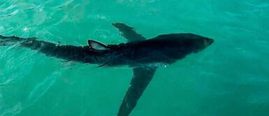 El tiburón azul apareció cerca de la orilla de la playa. Autoridades sobre tiburón encontrado en la Punta: "Ahorita el tema es que está hambriento"