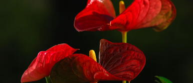 Descubre cómo cultivar el anturio de manera rápida y sencilla en el hogar. Anturios: Aquí los mejores trucos para cultivarlos en casa