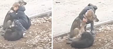 Niño interrumpe su camino para darle cariño a perros callejeros y abrazarlos Niño interrumpe su camino para darle cariño a perros callejeros y abrazarlos