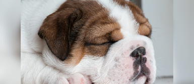 Expertos explican si puedes inocular a tu perro si sufre una enfermedad vírica. ¿Si mi perro tiene parvovirus lo puedo vacunar? Especialistas explican