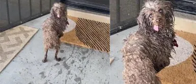 Perrito causa ternura con sus gestos al ser regañado por su dueña. Perro tiene sorprendente reacción cuando su mamá humana le llama la atención por entrar a la piscina