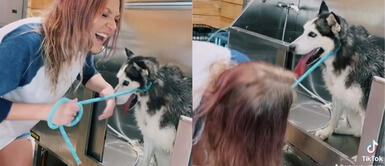 Perrita Siberiana se vuelve tendencia en TikTok Perrita siberiana no se deja cortar el pelo y se vuelve tendencia en TikTok
