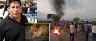 Poblador asegura que su mascota falleció por paro de transportistas. Hombre culpa a presidente Castillo por el fallecimiento de su conejo tras protestas
