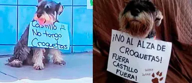 Los perritos no quieren verse afectados en su comida diaria También hacen su protesta: perritos piden que no suba el precio de las croquetas | FOTOS