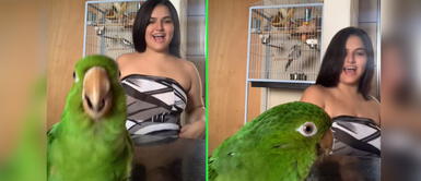 Ave sorprende con pasos de baile en TikTok. Nina, la lorita que se emociona al bailar funk junto a su dueña