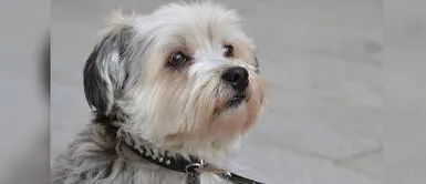 Los perros Shih Tzu son una de las razas más conocidas en el mundo. Perros Shih Tzu: Todo lo que tienes que saber de estos canes
