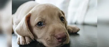 Los perritos y sus miradas encantadoras. La ciencia descubre el misterio tras la irresistible mirada de los perritos