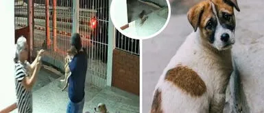 Familia llora desconsoladamente al ver que su perro regresó a casa tras estar desaparecido Familia llora desconsoladamente al ver que su perro regresó a casa tras estar desaparecido