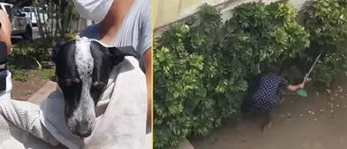 Vecinos alertan que los maltratos a perrito siguen. San Isidro: Mujer agarra a palazos a cachorra y continúan los maltratos pese a denuncia policial