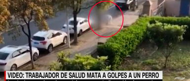 El material audiovisual muestra cómo el empleado del complejo turístico Xinghai Jiayuan agredió con una pala a la mascota COVID-19: trabajador sanitario mata a perrito de un paciente positivo