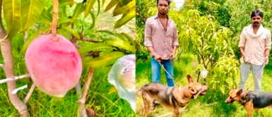 Mango más caro del mundo El mango más caro del mundo sembrado por casualidad y custodiado las 24 horas del día