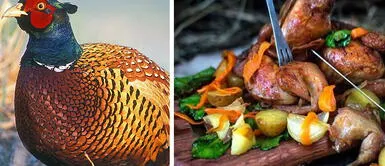 ¿Cuánto cuesta el kilo de faisán, gallina de guinea y ganso? ¿Cuánto cuesta el kilo de faisán, gallina de guinea y ganso?