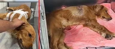 Candy Choque se encargó de trasladar al perro al veterinario y ya se hizo cargo de todas sus necesidades Callao: vecinos piden apoyo económico para perrito que fue herido por bala
