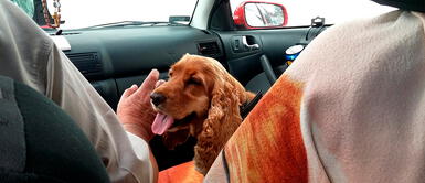 . Planificar un viaje con perros o con gatos, siempre dependerá de la edad de tu engreído, de su carácter, raza y de sus hábitos. Prepárate para viajar con tu mascota en Semana Santa