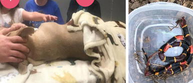 Pitbull falleció tras defender a dos niños que iban a ser mordidos por una serpiente Pitbull falleció tras defender a dos niños que iban a ser mordidos por una serpiente