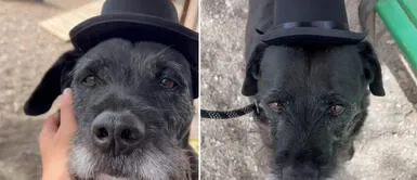 Nuevos dueños de perrito anciano lo dejaron plantado. Perro viejito esperó a sus nuevos amos con traje de gala, pero se arrepintieron de adoptarlo