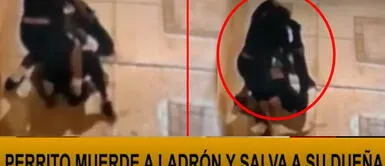 El perrito fue el héroe de su dueña en Surco Surco: perrito salvó la vida a su dueña de robo | VIDEO