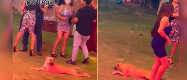 Perrito quería pasar desapercibido en la fiesta. Perrito ingresa a una fiesta y trata de camuflarse arrastrándose para llegar a la comida