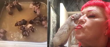 Mujer siente un gran amor por los roedores. Mujer usa su lavadero para asear a sus 50 ratas que ama con locura | VIDEO