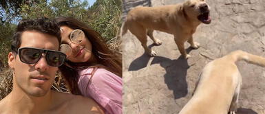 Patricio Parodi se muestra enamorado de sus canes. Patricio Parodi le dice ‘cosita linda’ a su gran amor perruno en redes