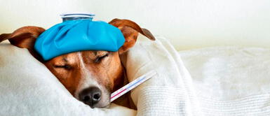 El perrito consumió bebidas alcohólicas y chocolate Hombre puso fin a su matrimonio porque novia casi mata al perro con bebidas alcohólicas