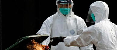 El niño es un caso positivo por un contagio directo por las aves China: niño es el primer caso humano de gripe aviar H3N8