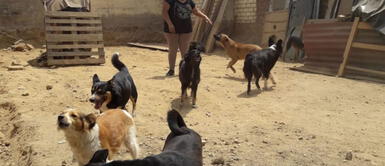 Vecinos de SJM denuncian que sus mascotas están siendo envenenadas. SJM: vecinos denuncian que delincuentes están envenenando a los perros para realizar robos