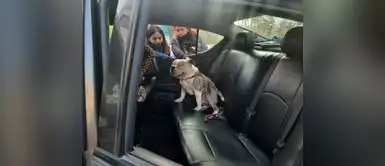 Maltrato Animal: Vecinos de Cercado de Lima pedirán custodia temporal del perrito Max Maltrato Animal: Vecinos de Cercado de Lima pedirán custodia temporal del perrito Max