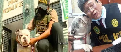 Bulldog inglés dio tierno beso a hombre policía. Perrito Max que fue atacado cruelmente por trabajador del Congreso será llevado a un refugio