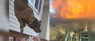 Perro sorprendió al dar gran salto de su casa. Perrito se tira por la ventana del segundo piso de su casa para no fallecer en incendio