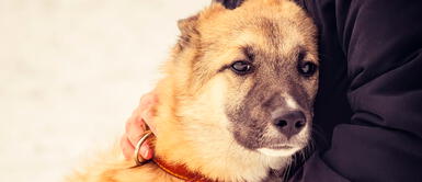Los perros son los engreídos de la casa y por lo tanto hay que tratarlo como un integrante más de la familia Las mascotas sí tienen un deseo antes de morir