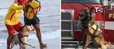 Conoce las cualidades de los perros bomberos. ¿Cuál es la labor de un perro bombero y qué razas son ideales para estos servicios?