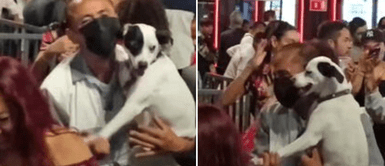Perrito bailó tranquilo con su humano favorito. Señor llevó a su perro a la discoteca y enamoraron a miles en redes sociales
