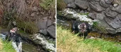Cóndor andino sorprende con sus movimientos en el agua. Cóndor andino se da un refrescante baño y enternece en redes sociales