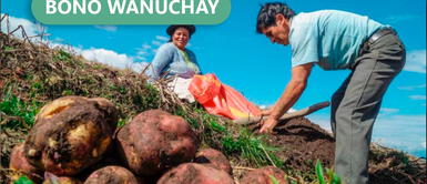 El Bono Wanuchay es una ayuda económica destinada para los agricultores. Bono Wanuchay 2022: ¿Hasta cuándo se podrá cobrar la ayuda de 350 soles?