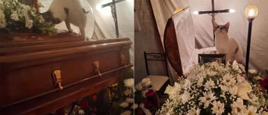 Gatita Niña sufre con el fallecimiento de su dueña. Gata se rehúsa a despedirse de su mamá humana fallecida: "No la veía desde que se fue al hospital"