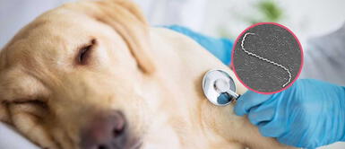 Leptospirosis canina: conoce los síntomas y cómo solucionarlo Leptospirosis canina: conoce los síntomas y cómo solucionarlo