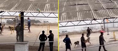 Perrito sin hogar fue utilizado como carnada para otro can. Denuncian maltrato animal a perrito callejero en el complejo militar del Rímac