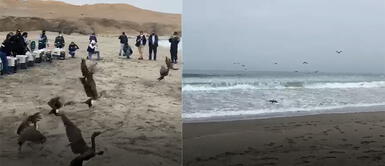 Animalitos fueron auxiliados luego del derrame de Repsol. Ventanilla: Más de 100 aves rescatadas tras derrame de petróleo ya fueron liberadas