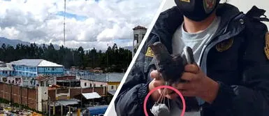 "Cae" paloma mensajera que intentaba meter droga al penal de Huancayo "Cae" paloma mensajera que intentaba meter droga al penal de Huancayo