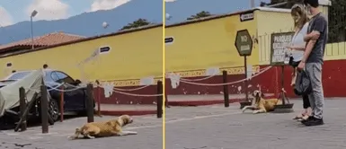 Perrito enterneció a miles en redes sociales. Perro fingió que no podía caminar para sorprender a turistas: "Actorazo"