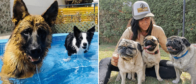 Mira dónde a dejar a tu mascota cuando sales de viaje. ¿Vas a viajar? Conoce los mejores hoteles para perros cerca de Lima