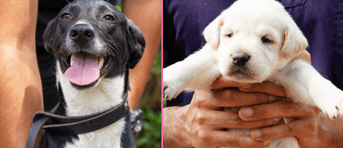 Perritos buscan hogares responsables para dar amor. Surco: Perritos en adopción estarán en la feria "Supermascotas" este domingo