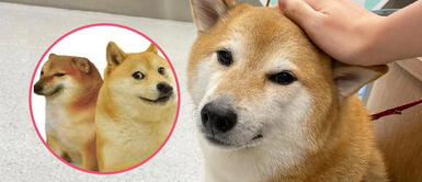 Balltze, el famoso perrito de los memes, está mal de salud y preocupa Balltze, el famoso perrito de los memes, está mal de salud y preocupa