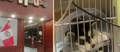 Perrito parecía bien de salud, pero resultó estar enfermo, según la dueña. Surco: Denuncian a tienda de mascotas por vender perrito con parvovirus