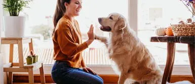 Las mascotas no deben ser tratadas como humanos ¿Por qué no deberías tratar como hijos a tus mascotas?