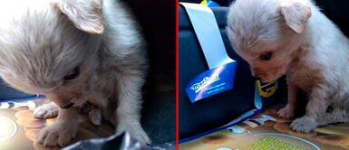 Perrito es viral tras ser rescatado en un contenedor de basura Perrita fue encontrado deprimido en un basurero: "Ni siquiera levanta la carita"